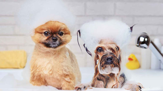 7 Tips to Keep Your Pet’s Coat Soft and Healthy